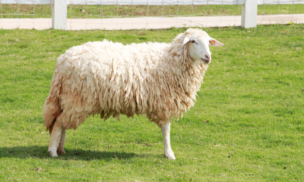 Full sheep